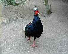 Swinhoe's Pheasant