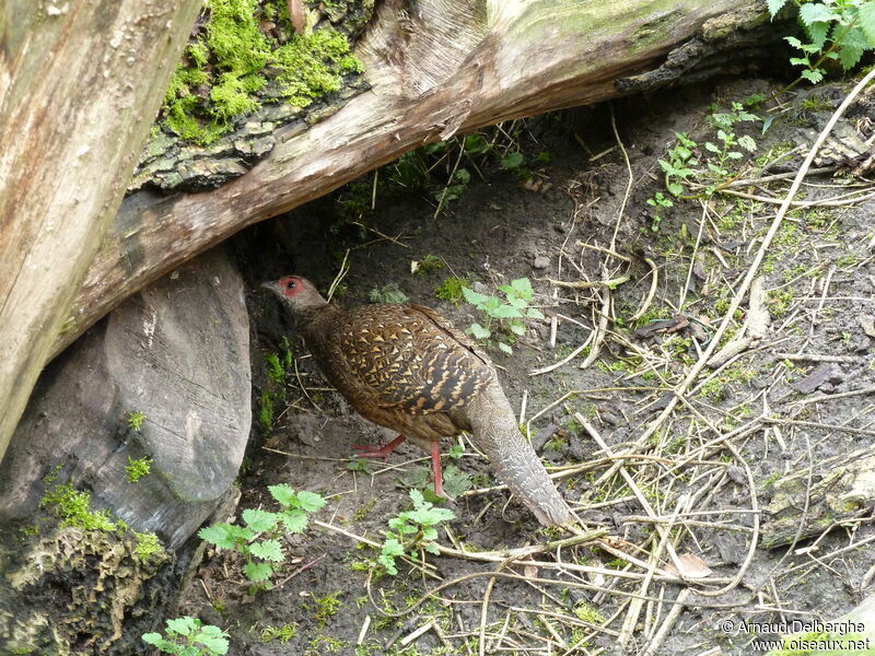 Swinhoe's Pheasant female
