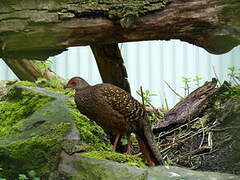 Swinhoe's Pheasant