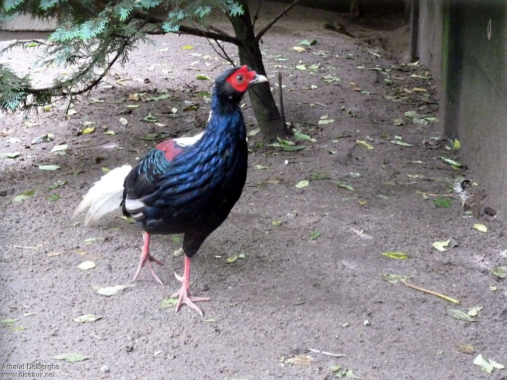 Swinhoe's Pheasant