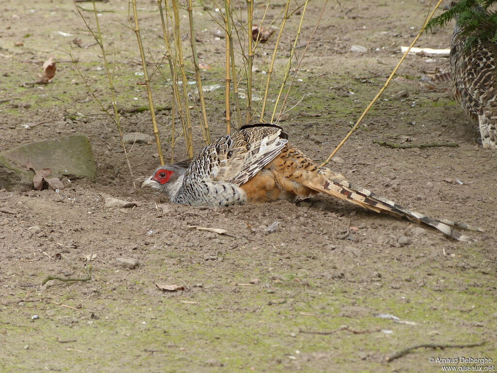 Cheer Pheasant