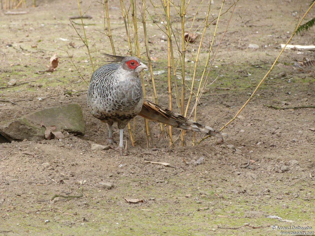 Cheer Pheasant