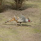 Faisan de Wallich