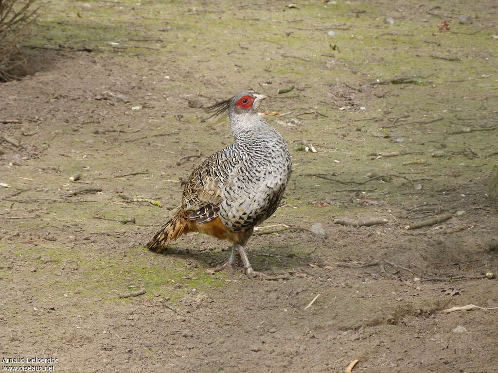 Cheer Pheasant