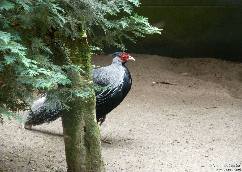 Kalij Pheasant