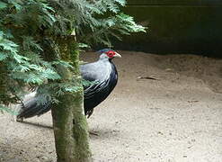 Kalij Pheasant