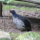 Faisan leucomèle