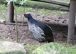 Kalij Pheasant