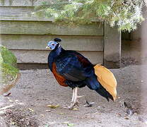 Crested Fireback