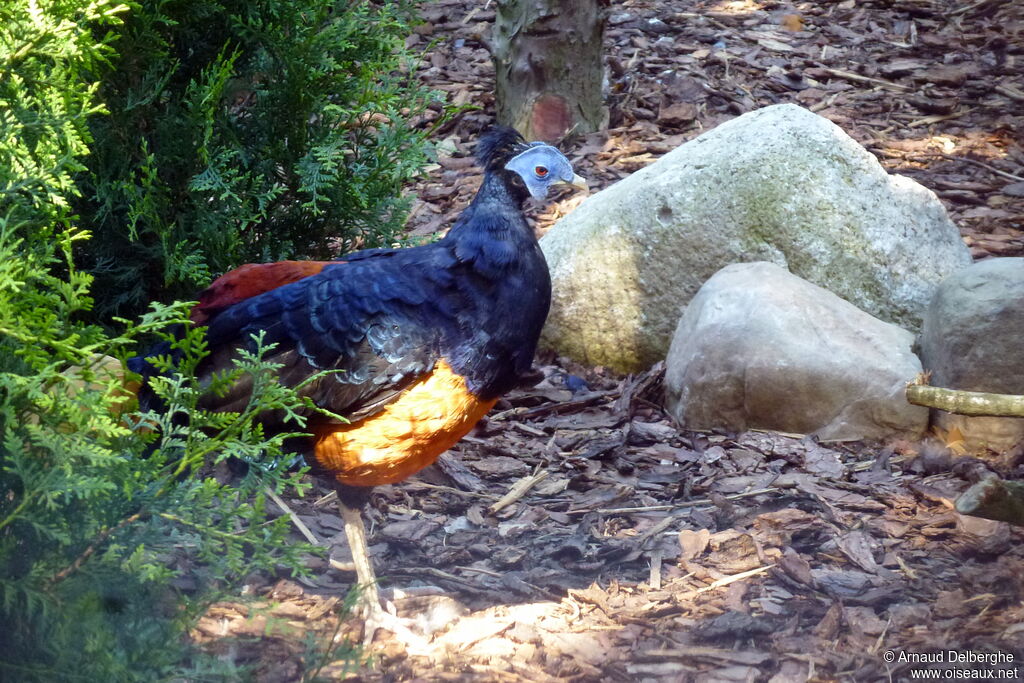 Crested Fireback