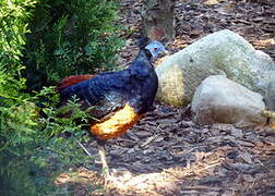 Bornean Crested Fireback