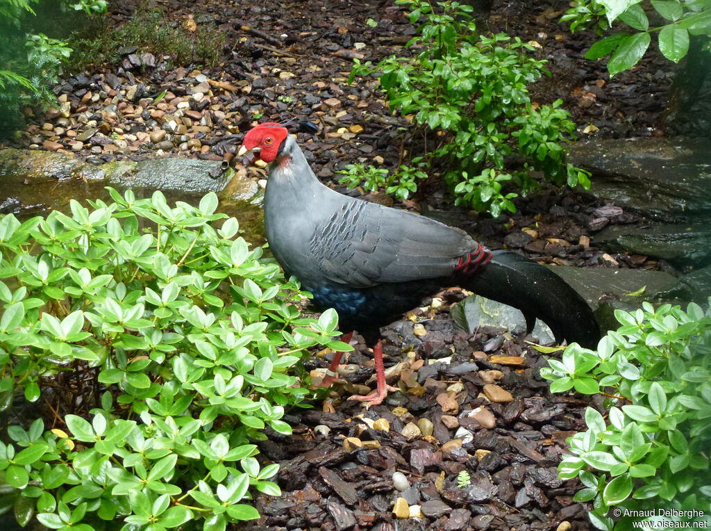 Siamese Fireback