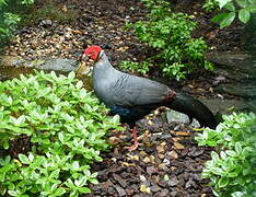 Siamese Fireback