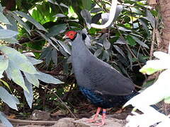 Siamese Fireback