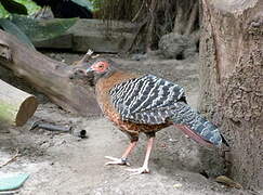 Siamese Fireback