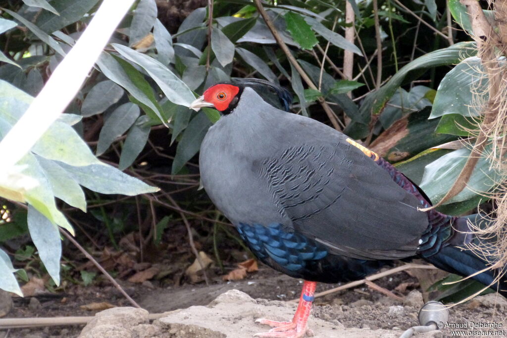 Siamese Fireback