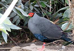 Siamese Fireback