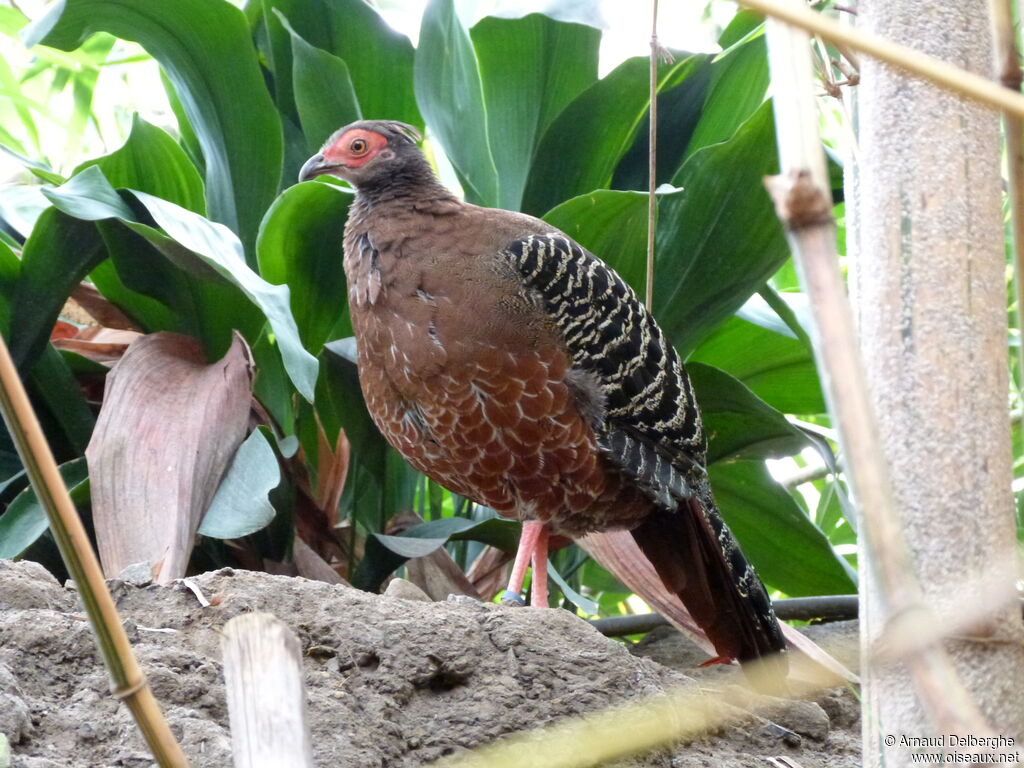 Siamese Fireback female