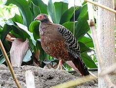 Siamese Fireback