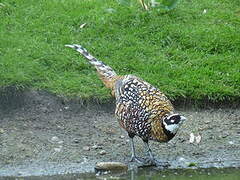 Reeves's Pheasant