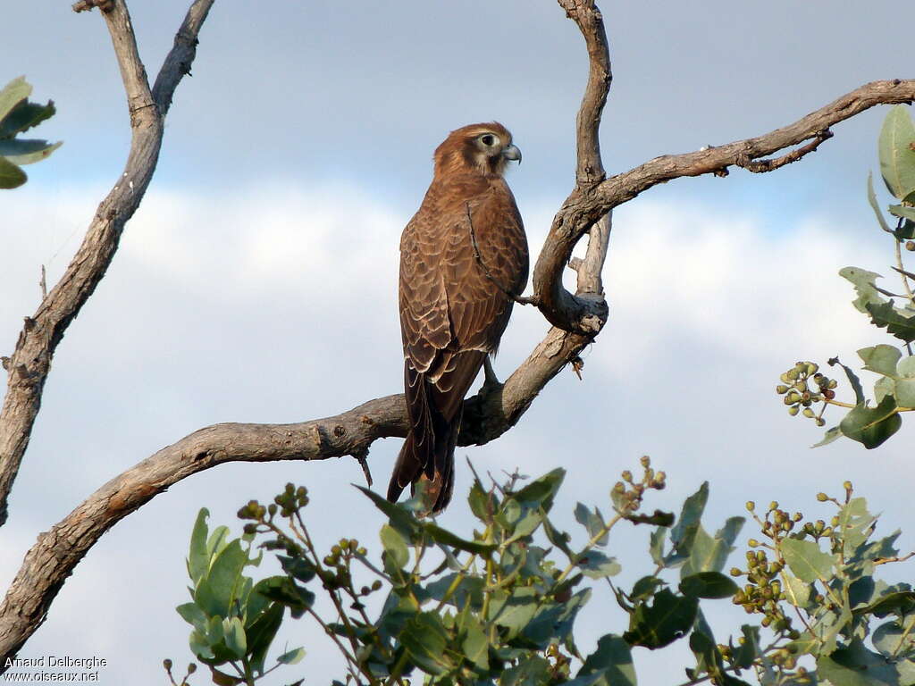 Brown Falconadult