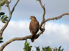 Brown Falcon