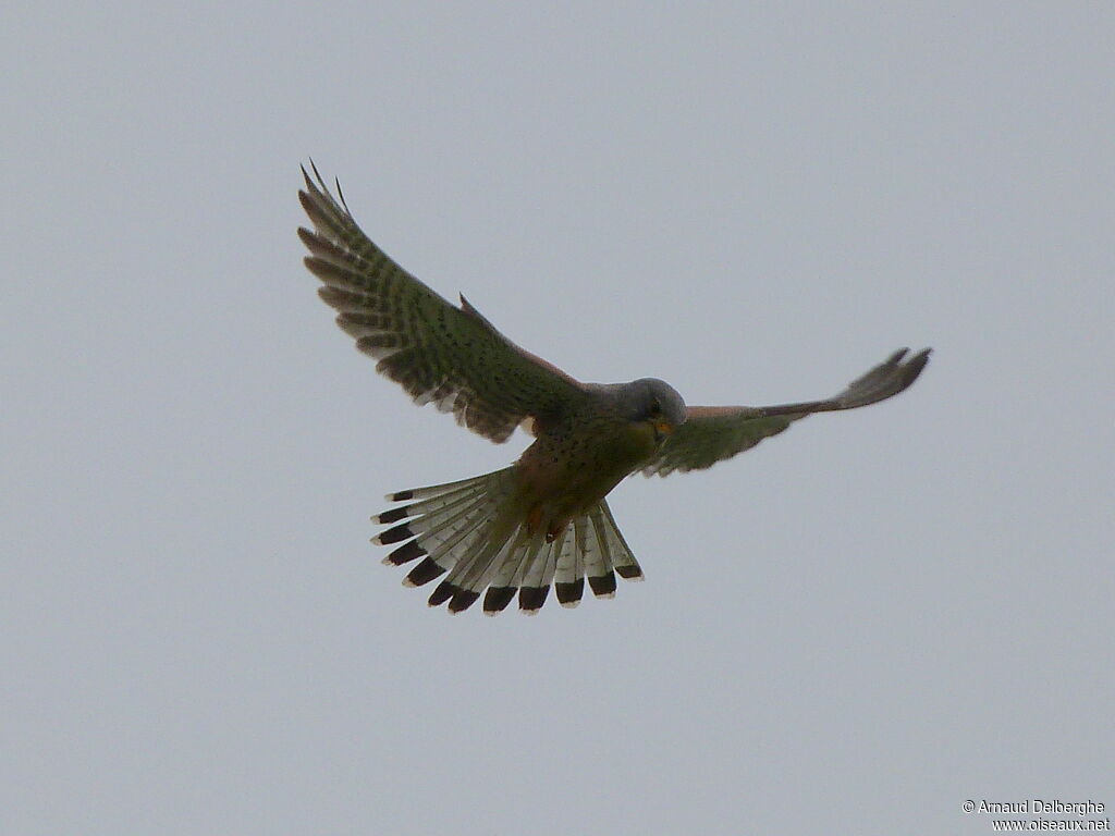 Common Kestrel