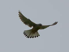 Common Kestrel