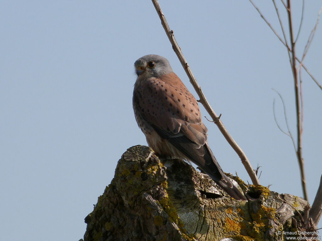 Common Kestrel