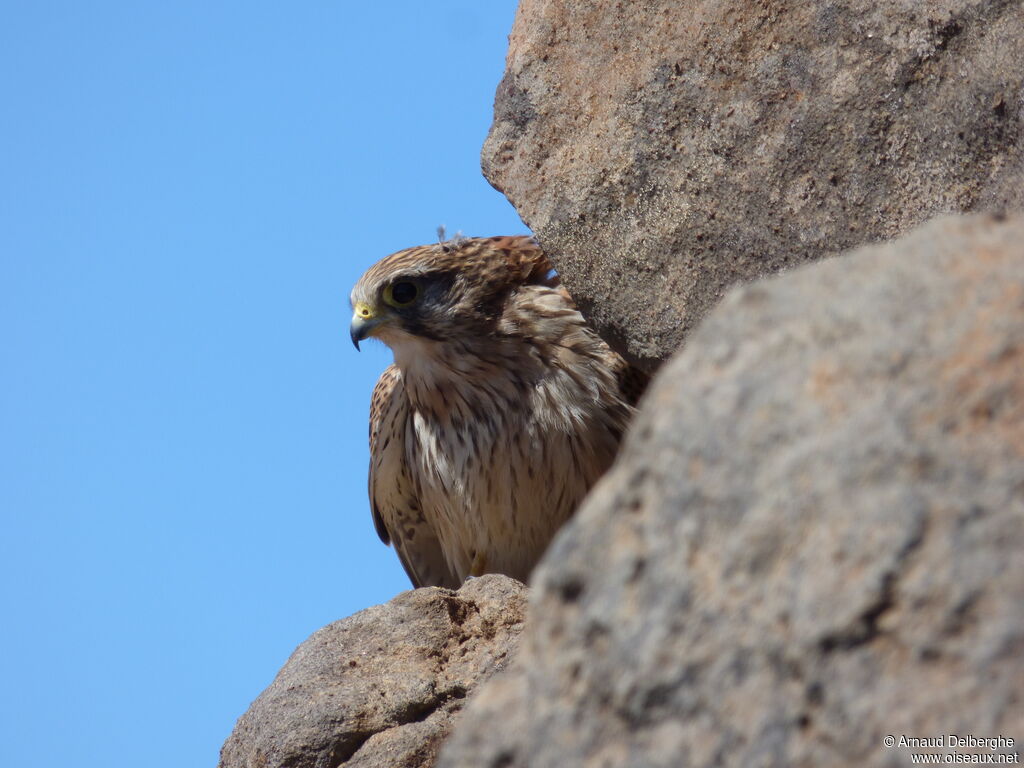 Common Kestrel