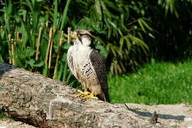 Lanner Falcon