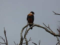 Orange-breasted Falcon