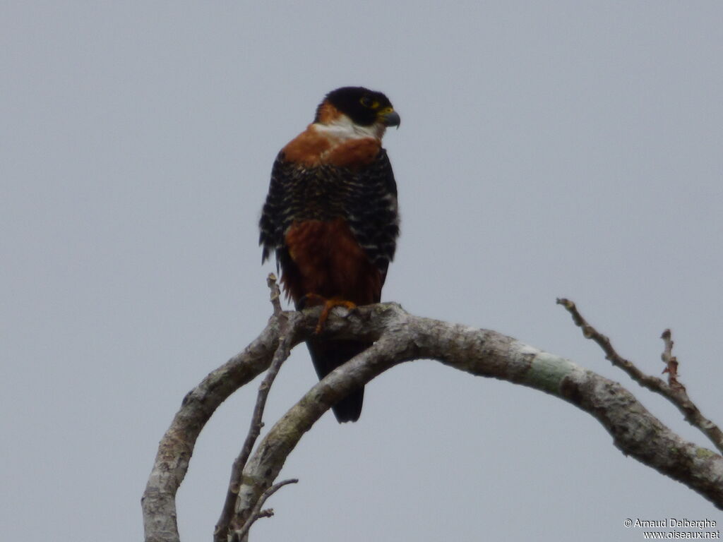 Orange-breasted Falcon