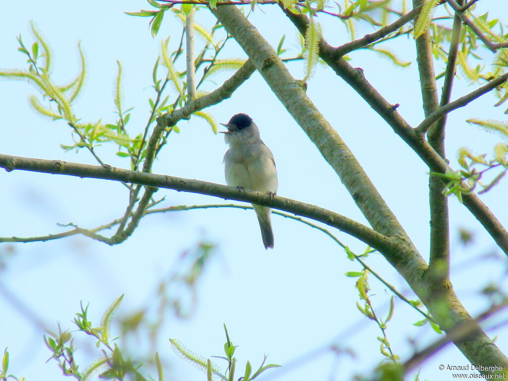 Eurasian Blackcap male