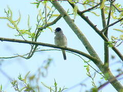 Eurasian Blackcap