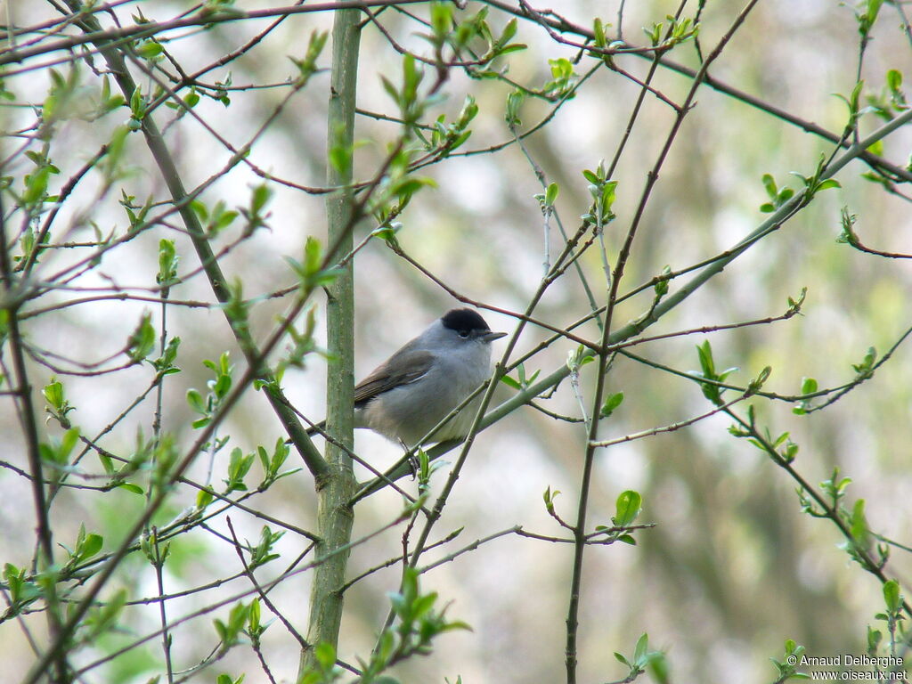 Eurasian Blackcap male