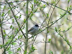 Eurasian Blackcap