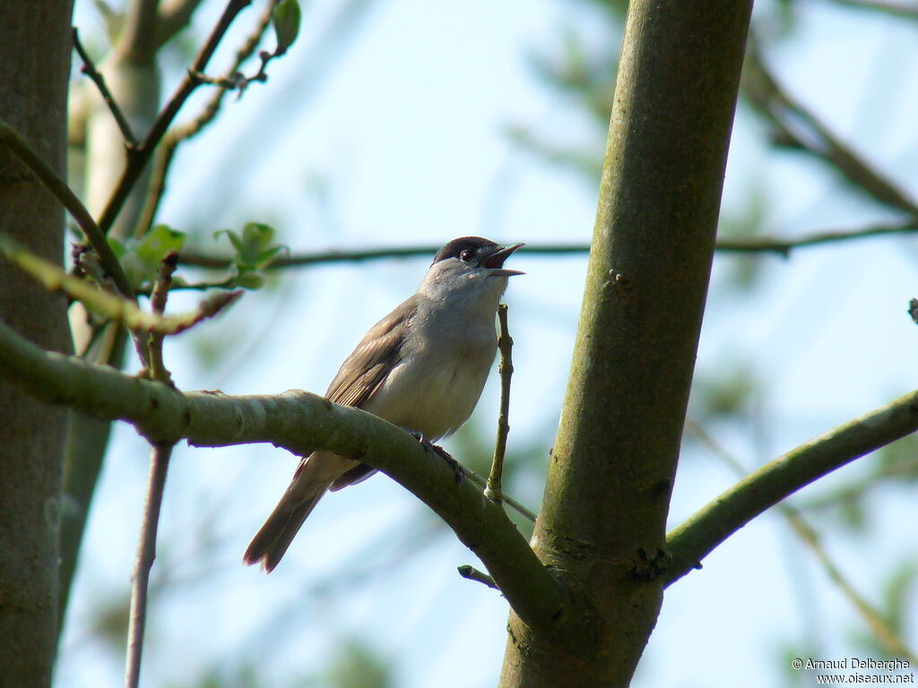 Eurasian Blackcap male