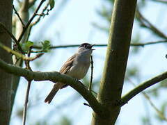 Eurasian Blackcap