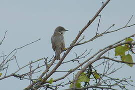 Lesser Whitethroat