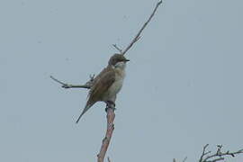 Lesser Whitethroat