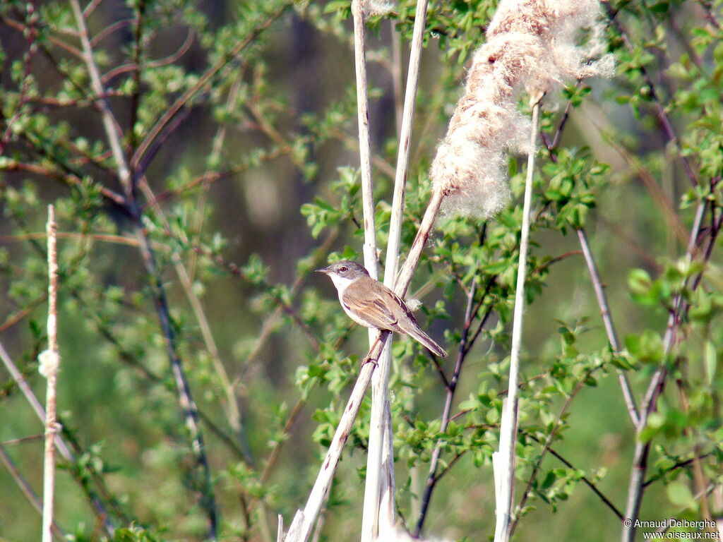 Common Whitethroat