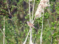 Common Whitethroat