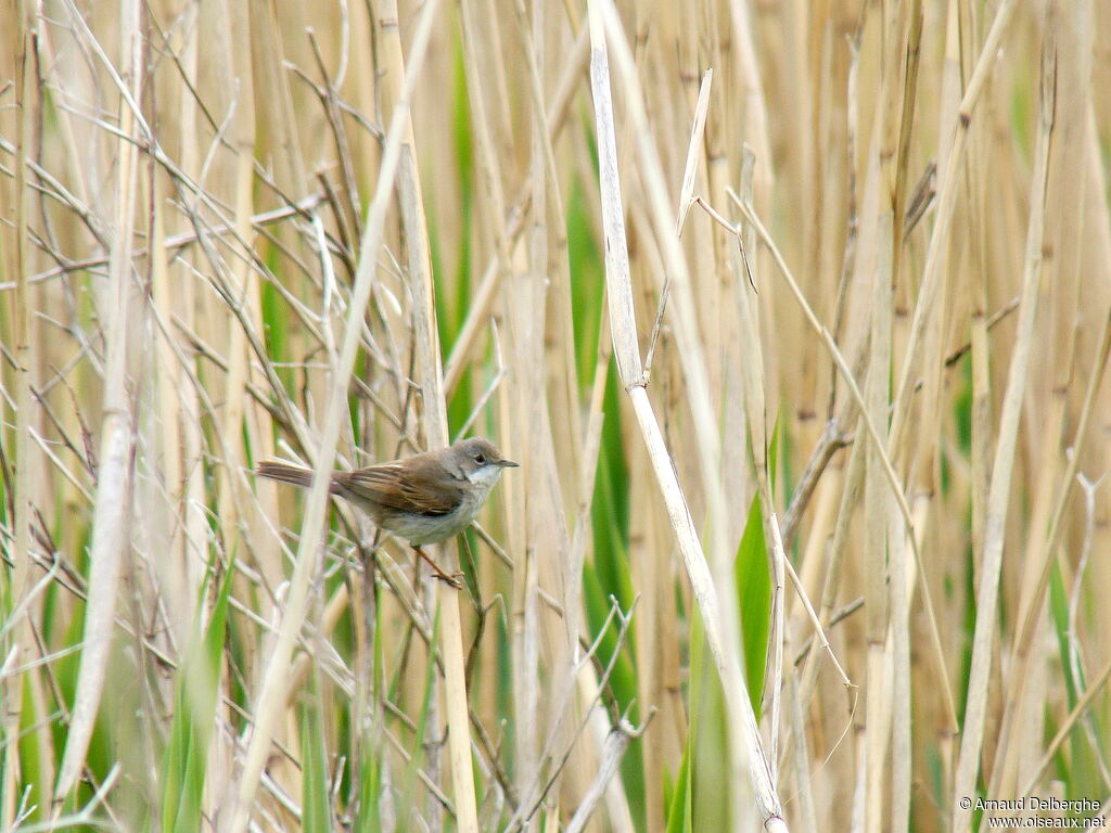 Common Whitethroat