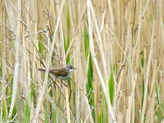 Common Whitethroat