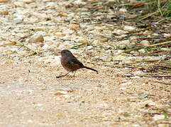 Dartford Warbler