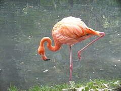 Flamant des Caraïbes