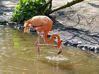 Flamant des Caraïbes