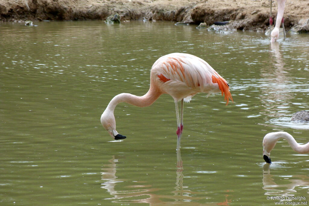 Flamant du Chili