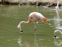 Chilean Flamingo